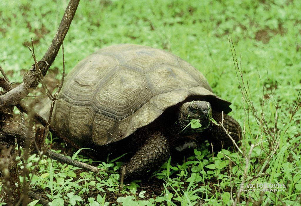 Galapago - Volcán Alcedo (Isabella)